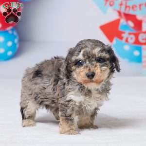 Ruger, Miniature Poodle Puppy